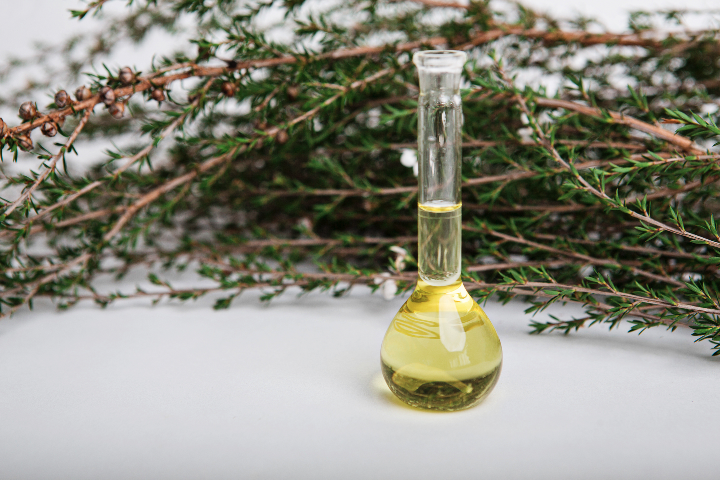 What is Mānuka Oil and how can it be used & compared to Tea Tree Oil?