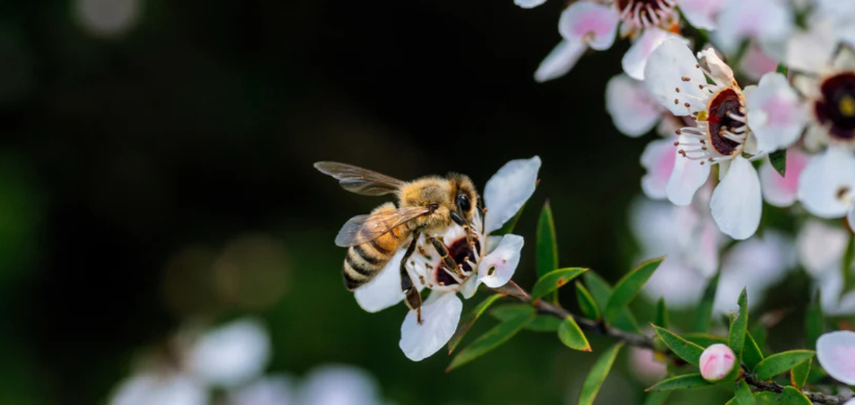 Bee on Manuka flower
