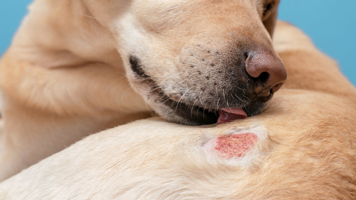 dog licking a wound