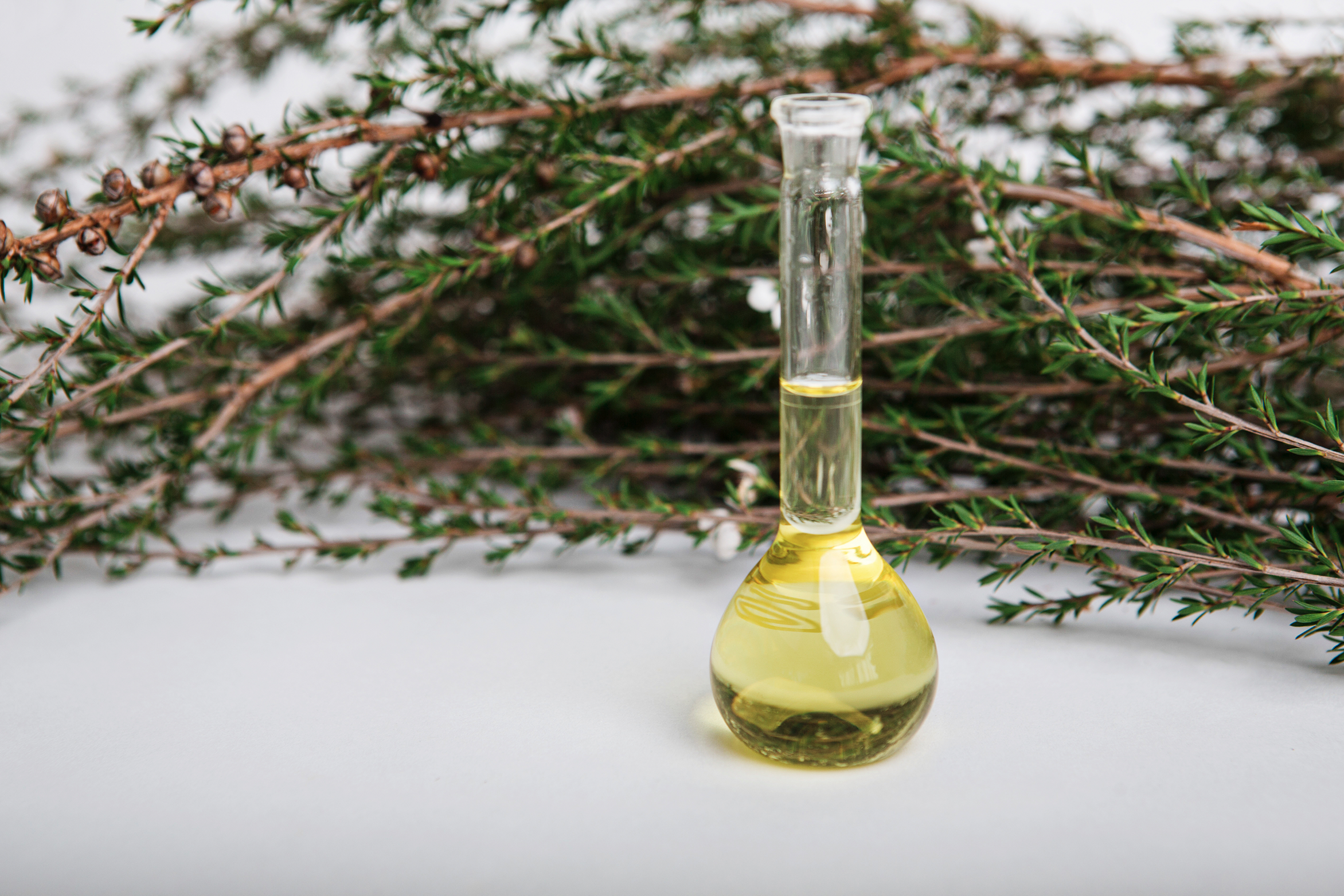 What is Mānuka Oil and how can it be used & compared to Tea Tree Oil?