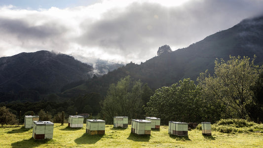 Rows of wooden beehives arranged on a green hillside meadow, surrounded by lush trees with dramatic misty mountains and cloud-covered peaks in the background